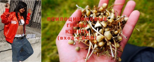 шишки Вязники